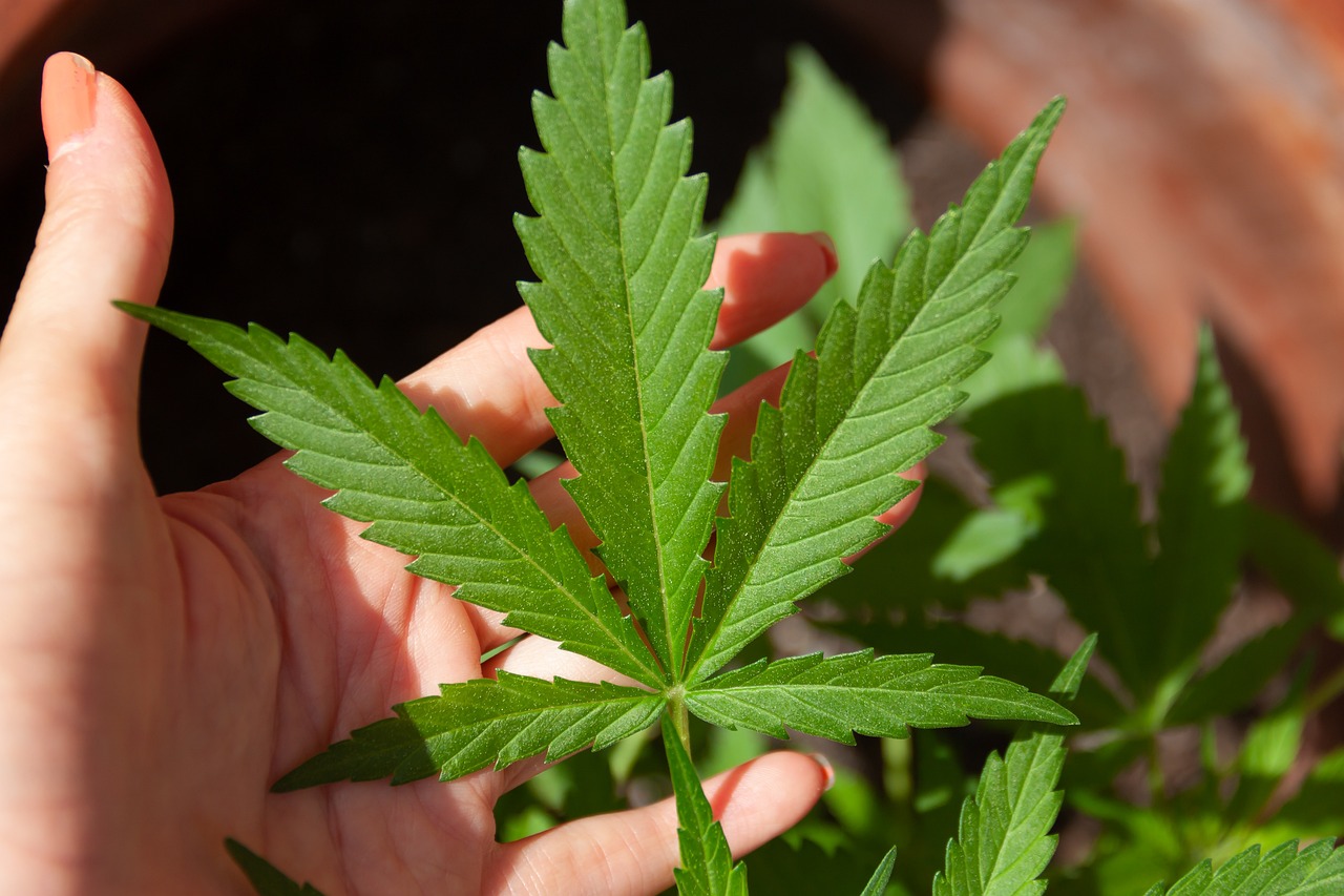 EXPLORING CANNABIS AND YOGA A BLEND OF ANCIENT PRACTICES FOR MODERN WELLNESS 